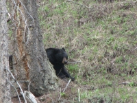 black bear